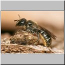 Heriades truncorum - Loecherbiene w04 6mm.jpg